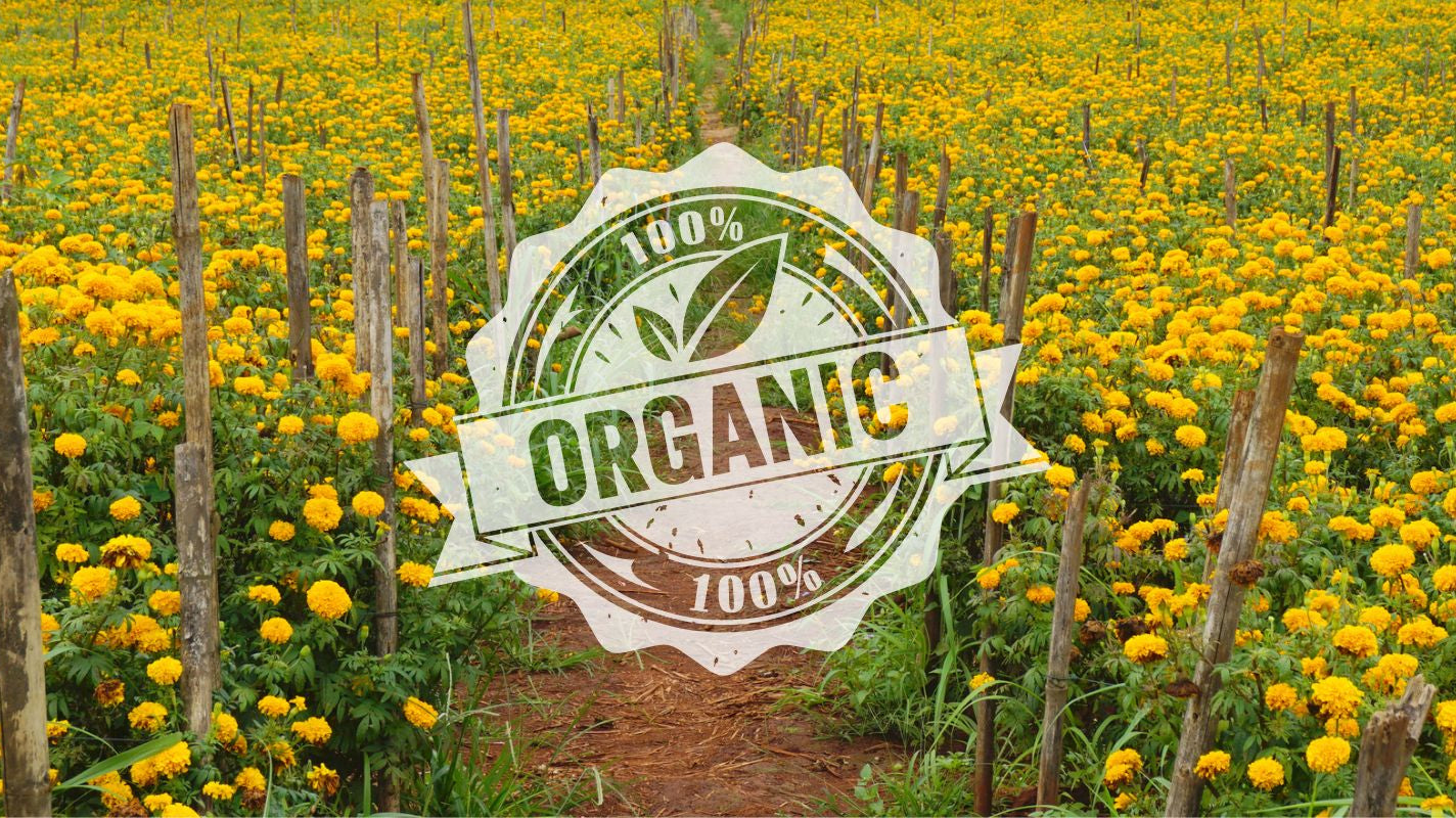 The Soothing Touch: Why Organic Skincare is Ideal for Sensitive Skin & Eczema