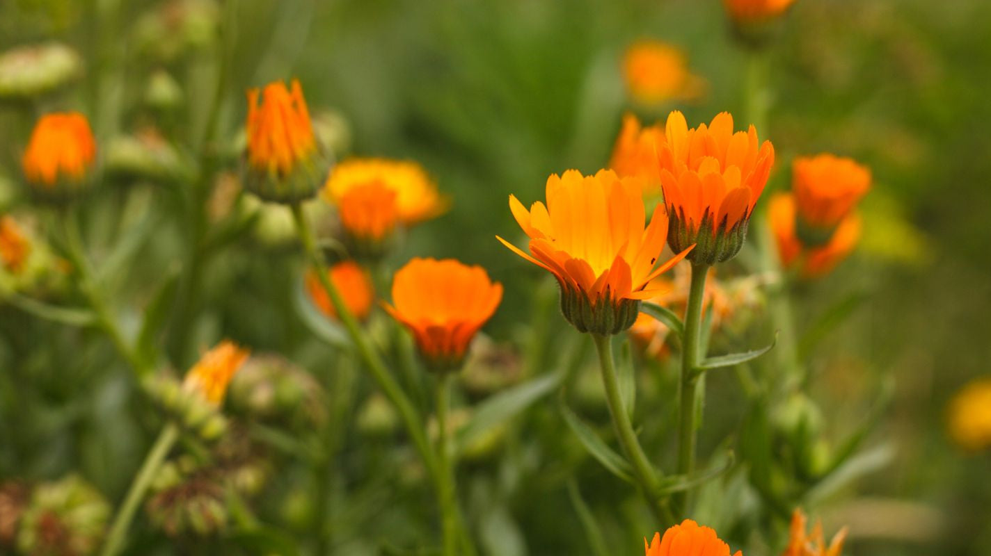 Calendula: A Natural Wonder for Skin Health and Eczema Relief