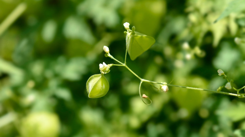 Cardiospermum in Skin Care Products