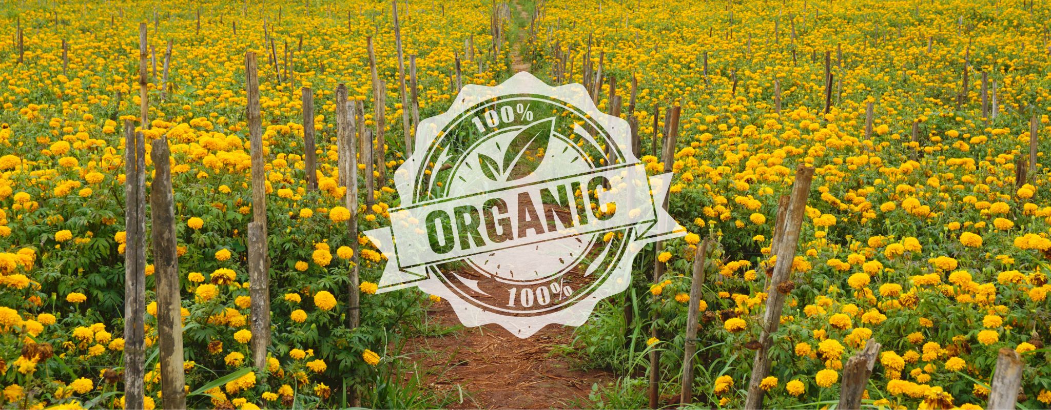 The Soothing Touch: Why Organic Skincare is Ideal for Sensitive Skin & Eczema