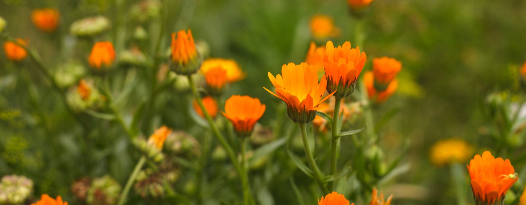 Calendula: A Natural Wonder for Skin Health and Eczema Relief