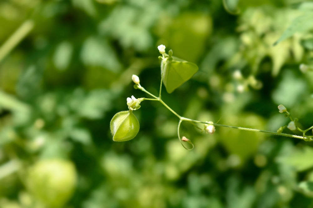 Cardiospermum in Skin Care Products